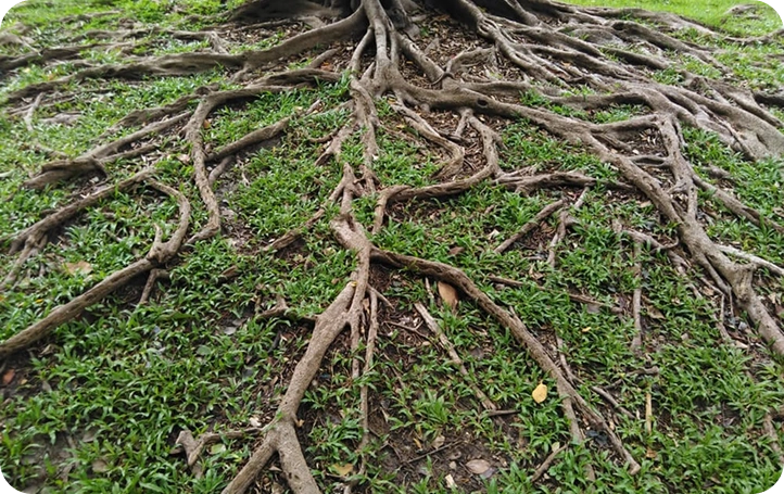 Tree roots inside a San Jose sewer line