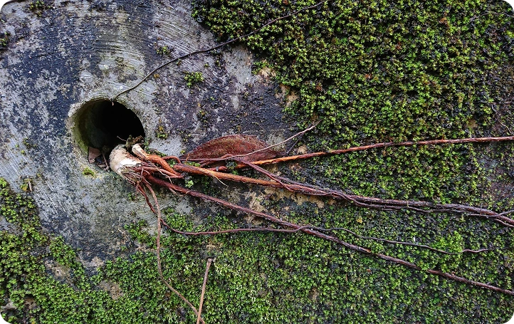 Aggressive tree roots blocking a San Jose sewer line